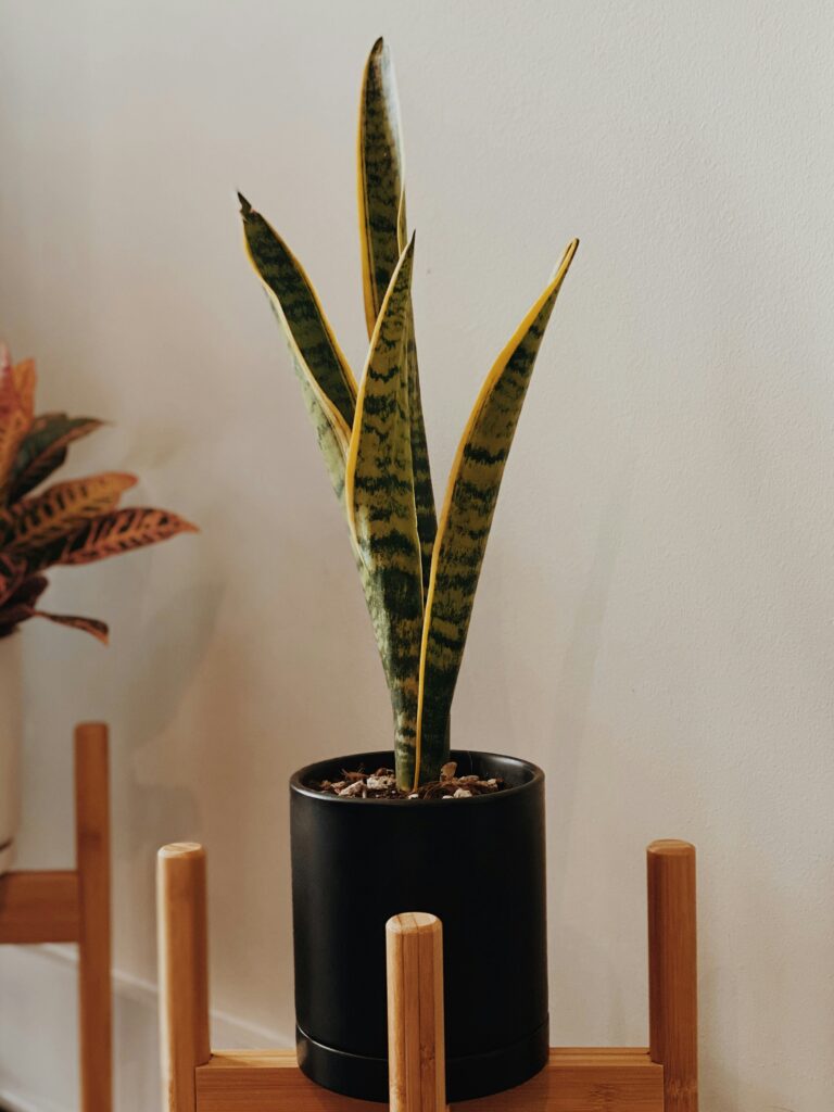 Sansevieria