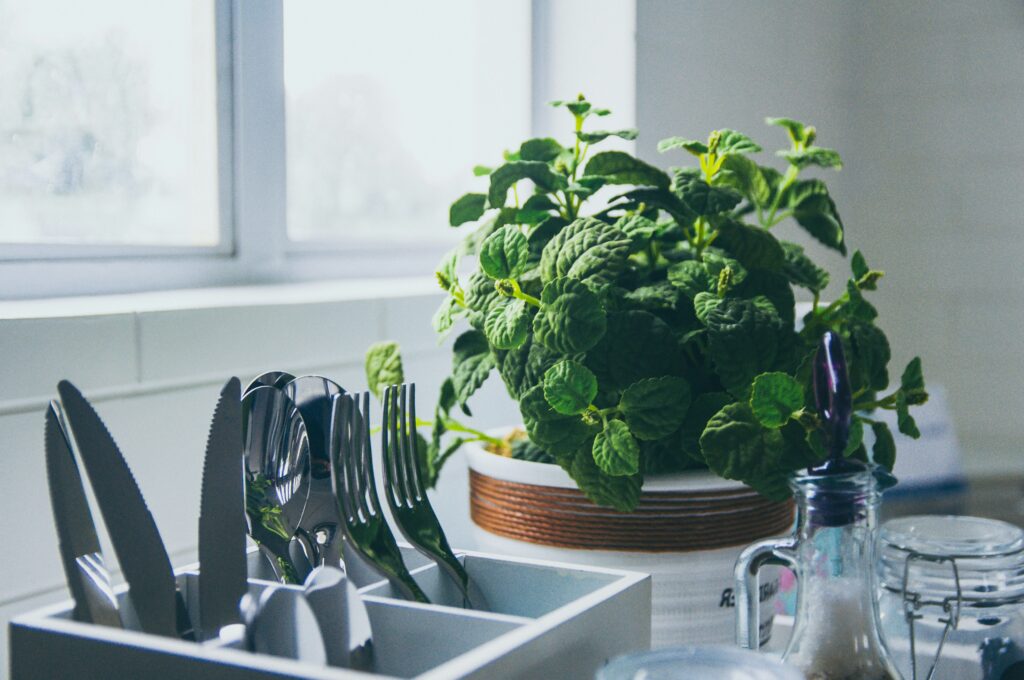 albahaca