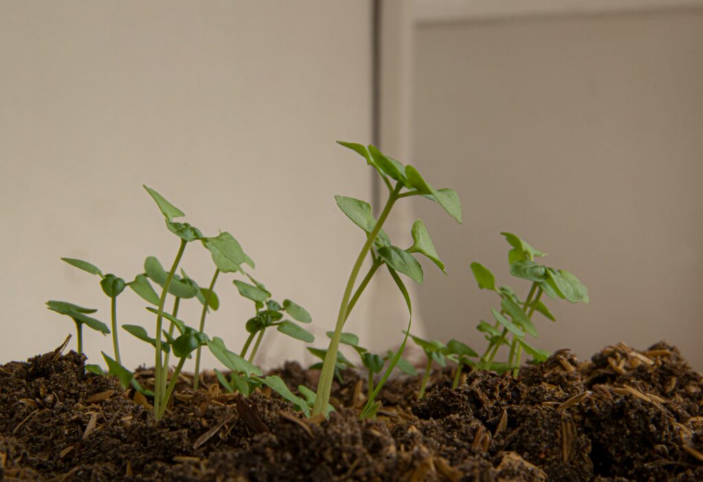 plantas que ahuyentan insectos