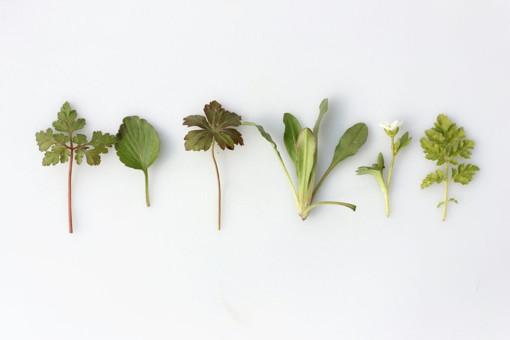 hierbas aromáticas