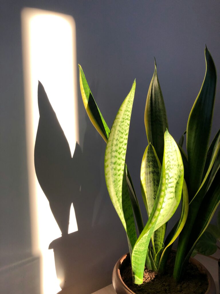 plantas de interior sanseviera