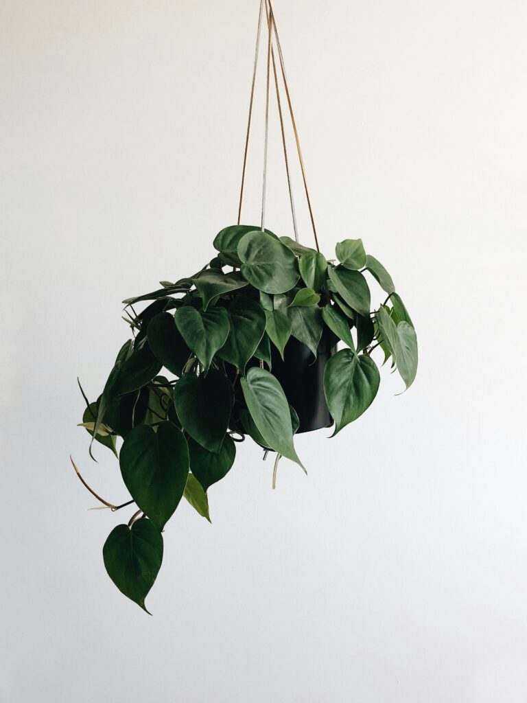 Pothos