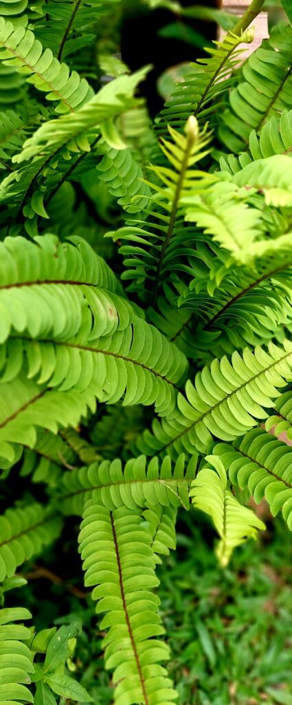 Nephrolepis