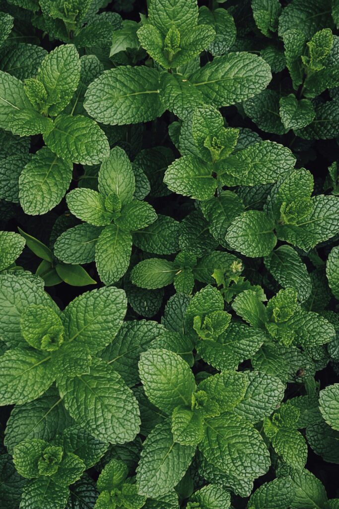 menta