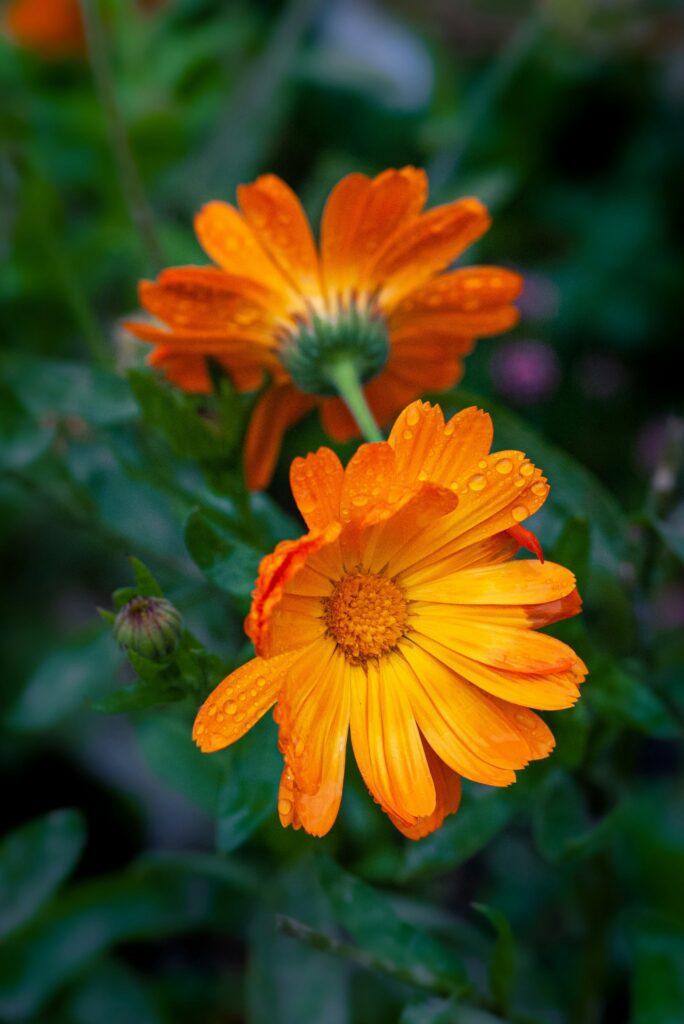 calendula