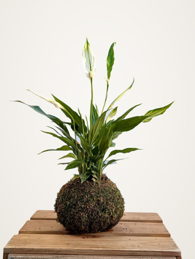 Kokedama de espatifilo con dos flores blancas