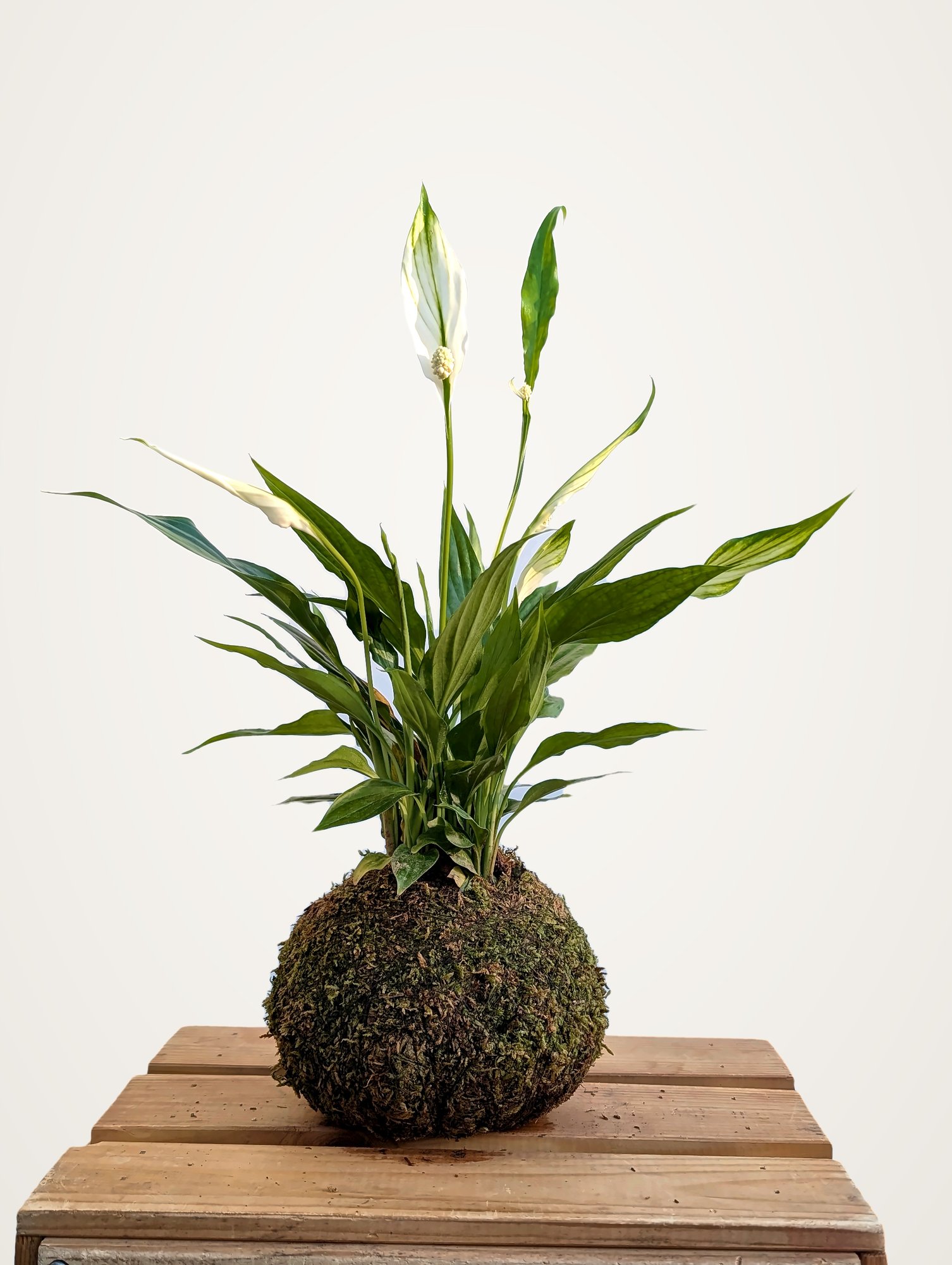 Kokedama de espatifilo con dos flores blancas