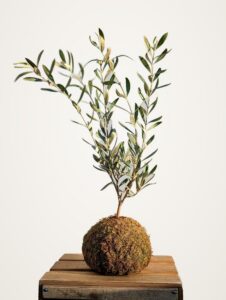 Kokedama de olivo
