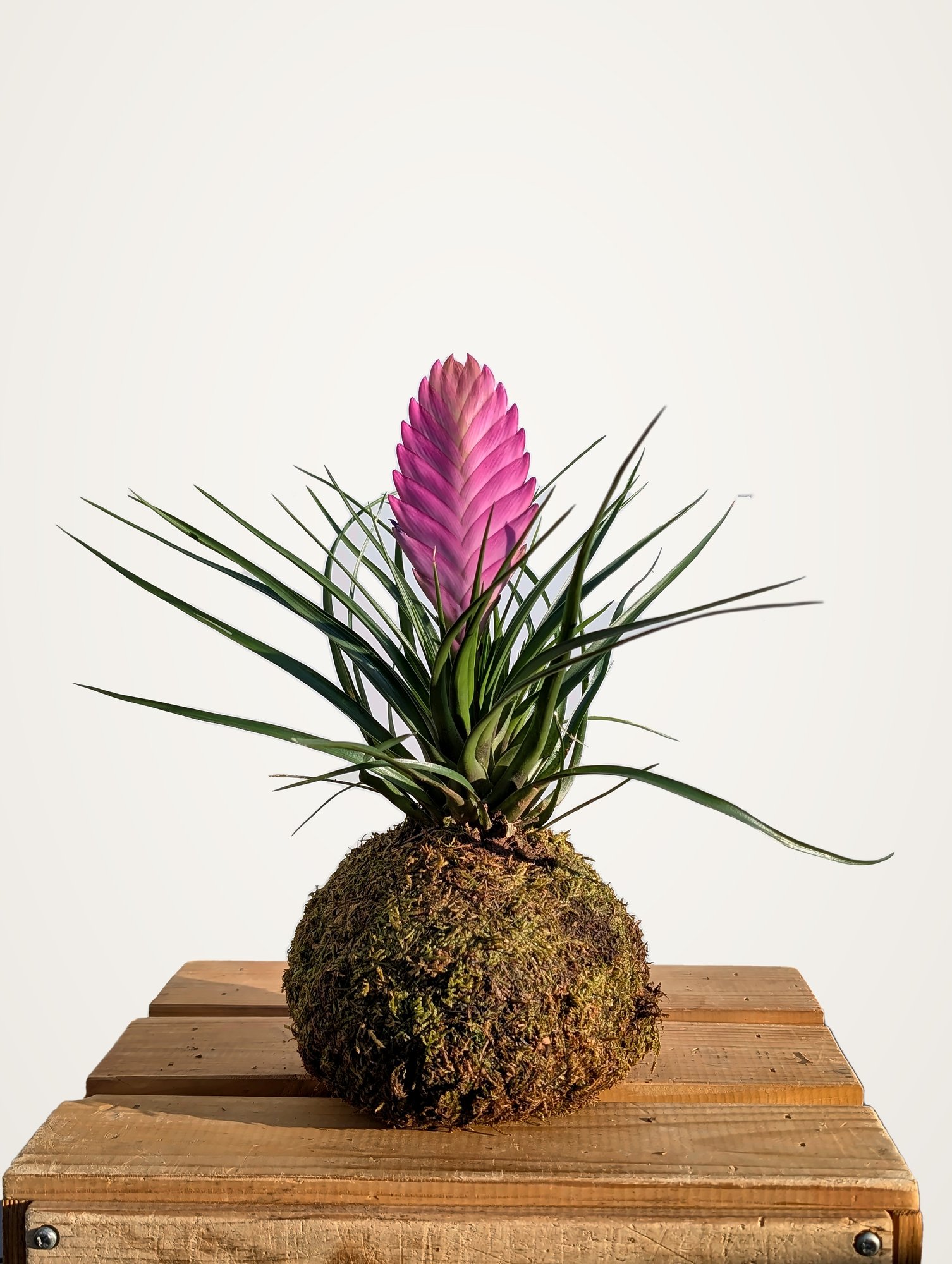Kokedama de tillandsia con la espiga rosa en el centro de la roseta