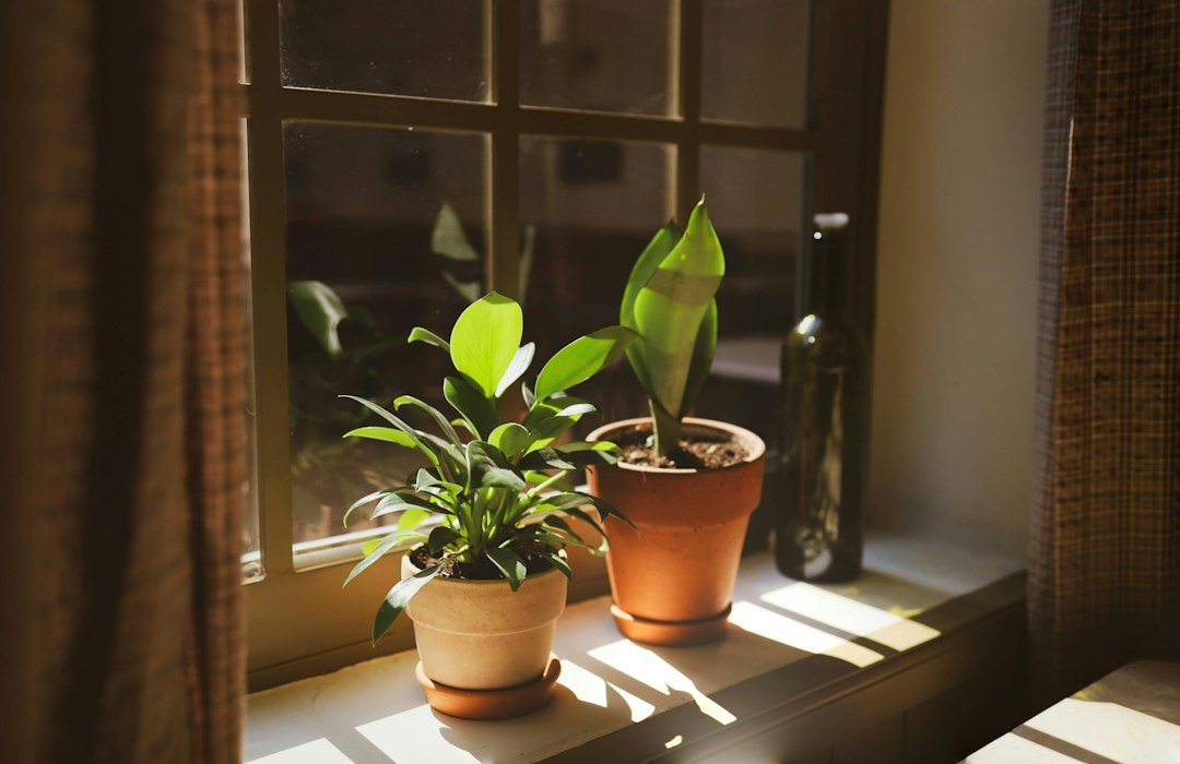 Plantas de interior con calefacción: salón luminoso con plantas verdes en macetas de barro junto a una ventana de invierno